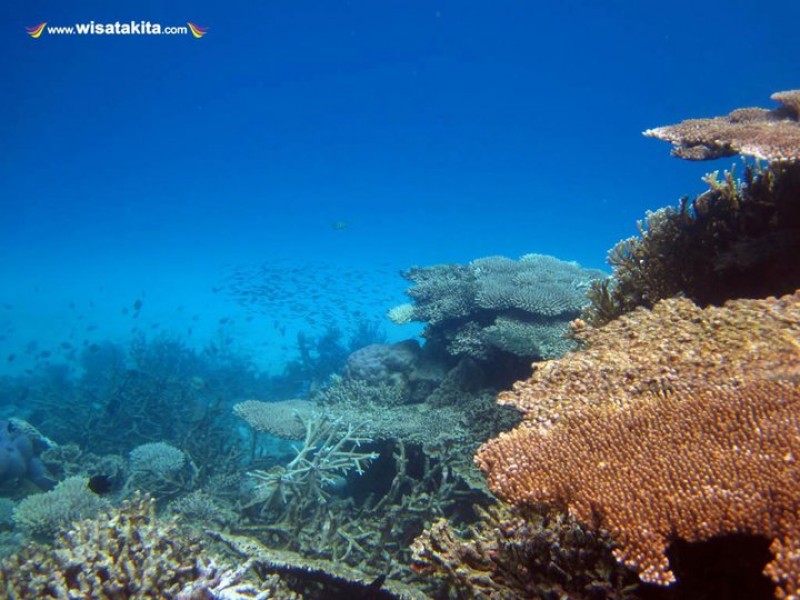 Hard Coral Karimunjawa