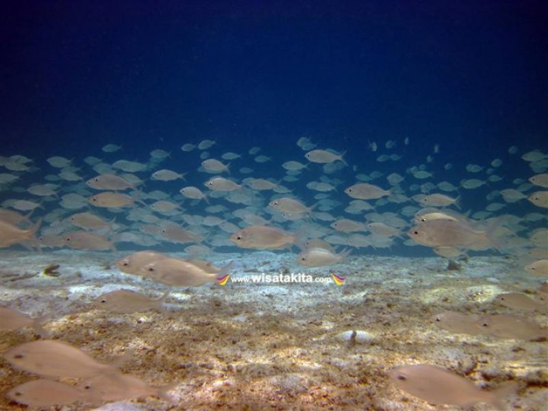 Gerombolan Ikan di Karimunjawa