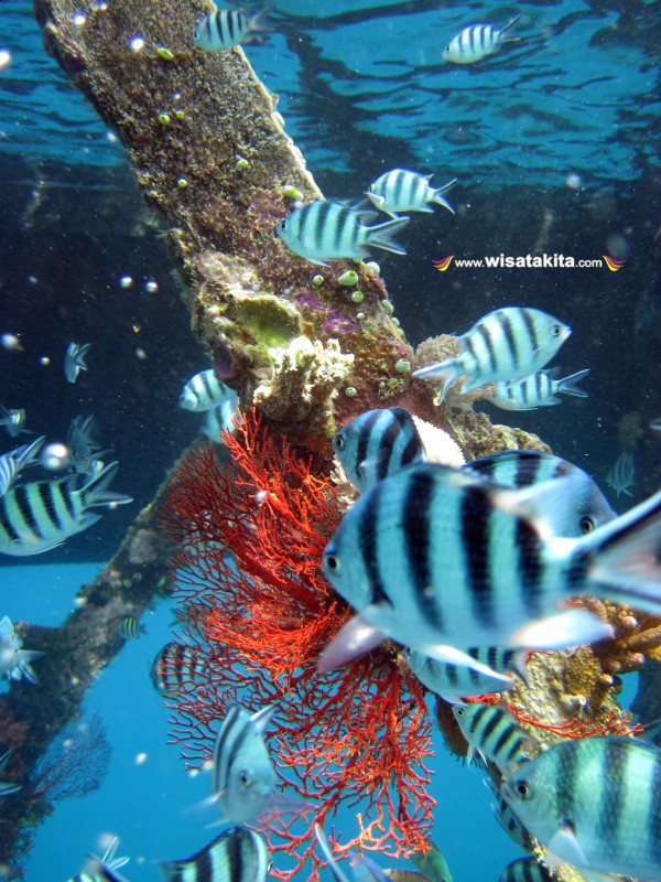 Demselfish pemakan roti di bawah dermaga pulau Kecil Karimunjawa