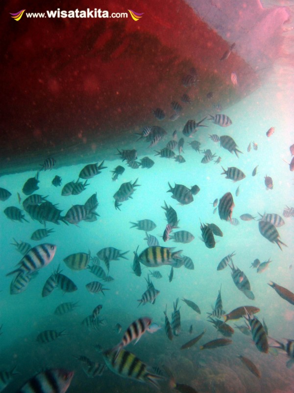 Demselfish di bawah perahu pulau Menjangan Kecil Karimunjawa
