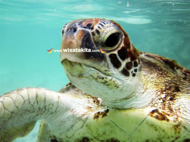 Penyu di Penangkaran Hiu Karimunjawa