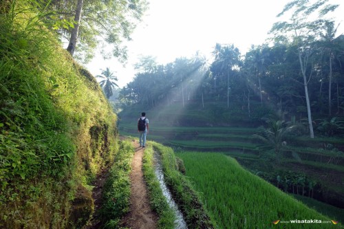 Tegallalang Rice Terraces Bali
