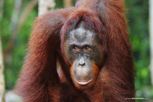 Orangutan Taman Nasional Tanjung Puting