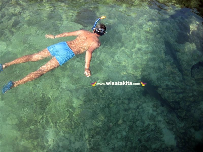 senorkling bersama hiu 