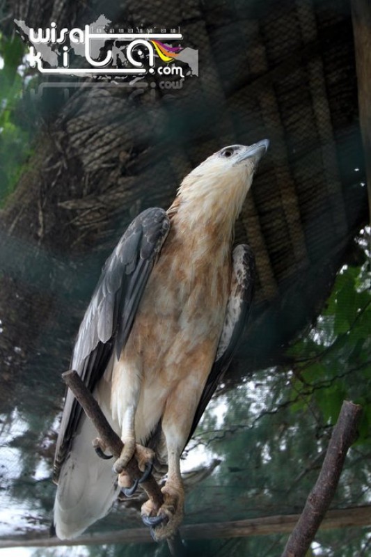 Penangkaran Elang Laut Karimunjawa
