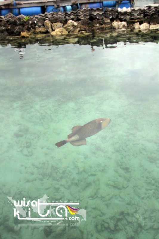 Tiger Fist di Penangkaran Hiu Karimunjawa