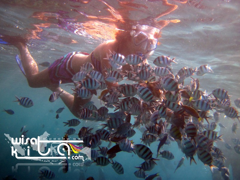 Berenang dan memberi makan bersama ratusan ikan di Menjangan Kecil Karimunjawa