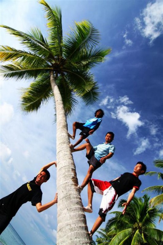 Narsis di pohon kelapa Ujung Gelam Karimunjawa