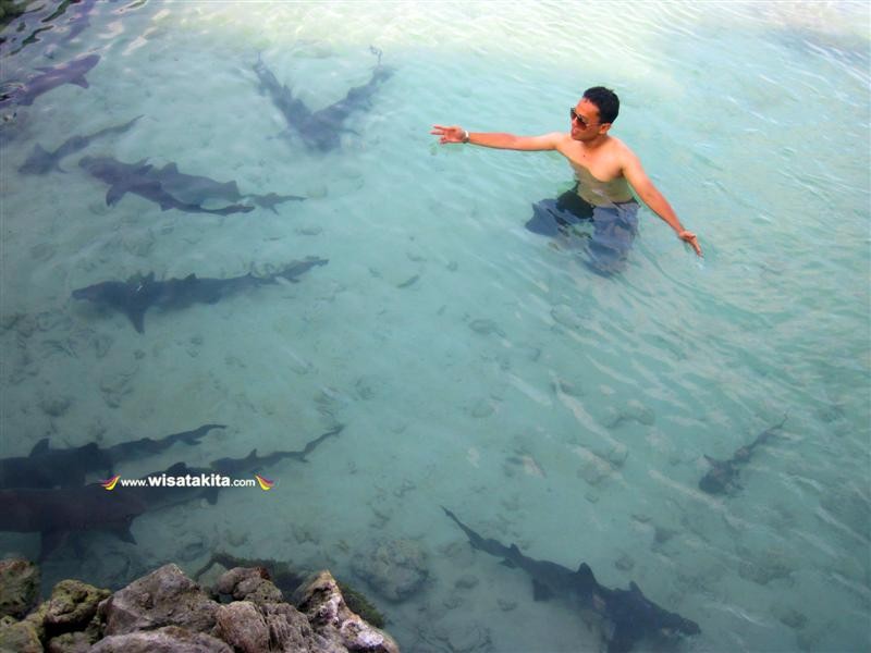 Penangkaran Hiu Karimunjawa