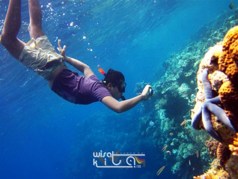 Menjangan bali