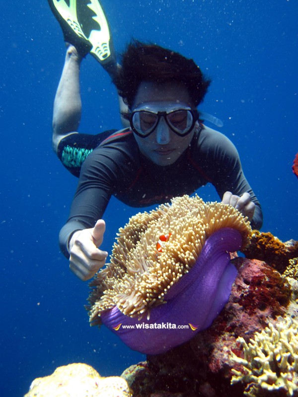 Bermain anemon di menjangan bali